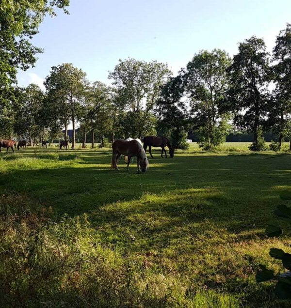 Tarieven - Paardenrusthuis De Kuzemer